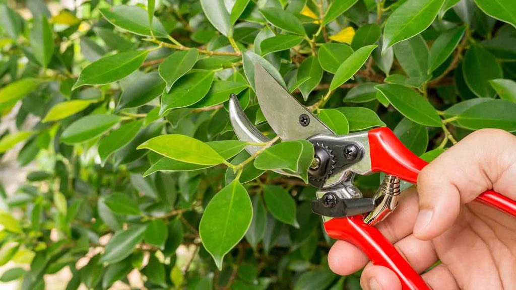 shrub pruning by hand