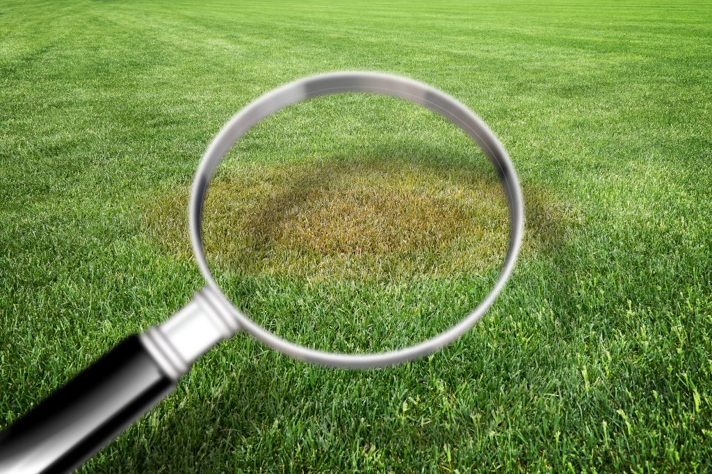 Magnifying,Glass,With,Green,Grass,Background,-,Grass,Disease,Concept