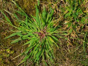 How to identify crabgrass