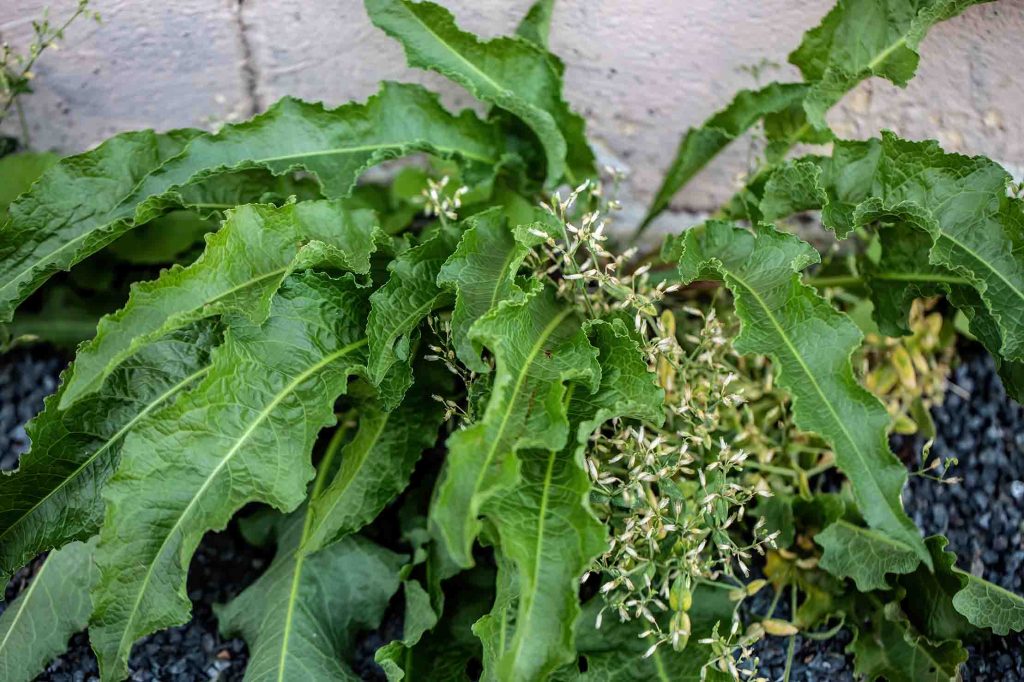 Identifying curly dock