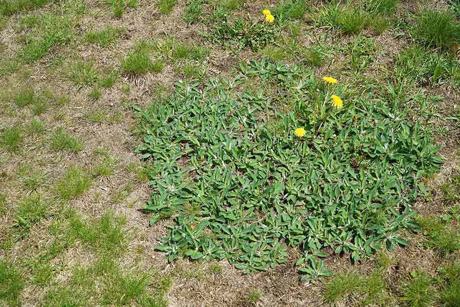 Weed control for dandelions