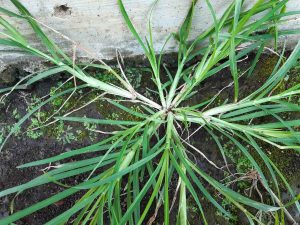 identifying goosegrass