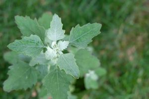 identifying lambs quarters