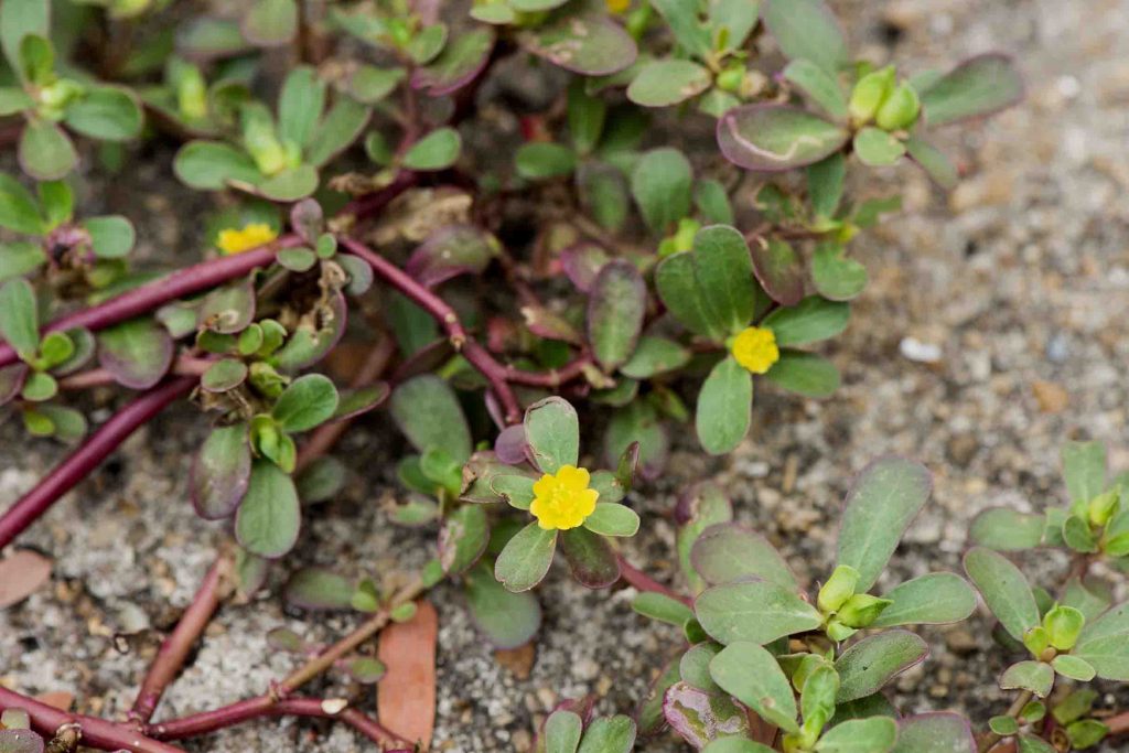 identifying purslane