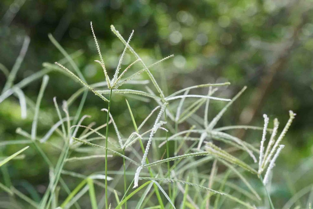 goosegrass seedhead