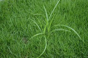 Nutsedge in lawn