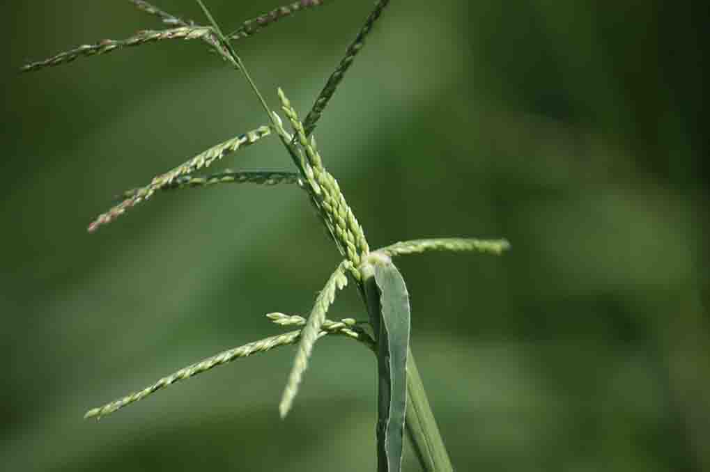crabgrass seedhead (2)