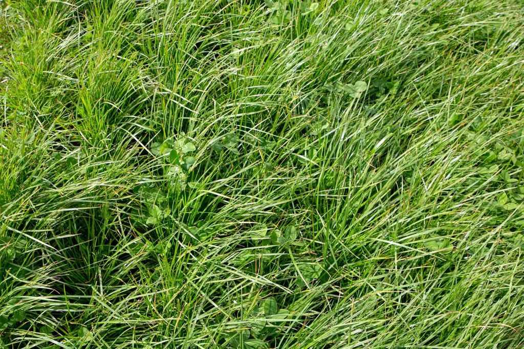 identifying Perennial Ryegrass