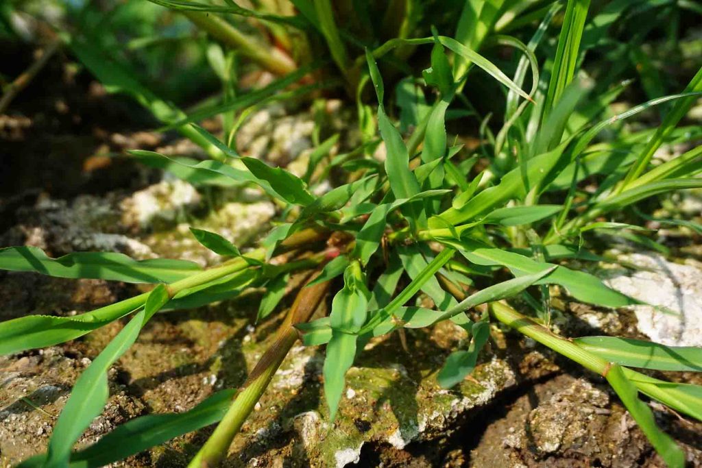 identifying barnyardgrass
