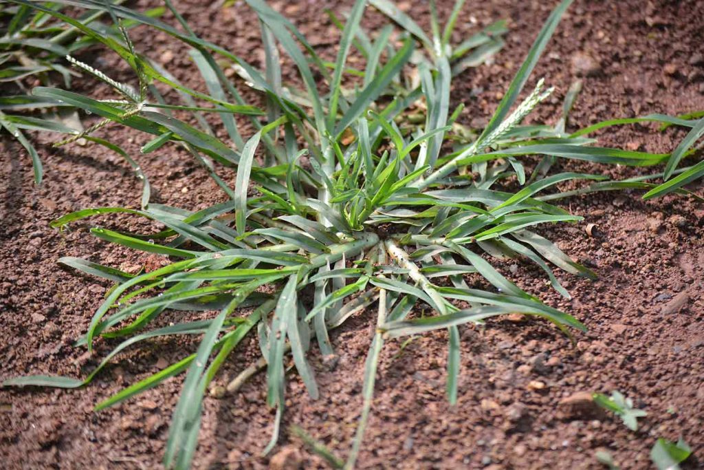 What does goosegrass look like