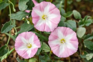 bindweed pink flowers