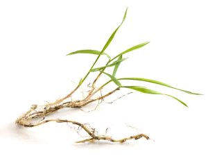 crabgrass roots