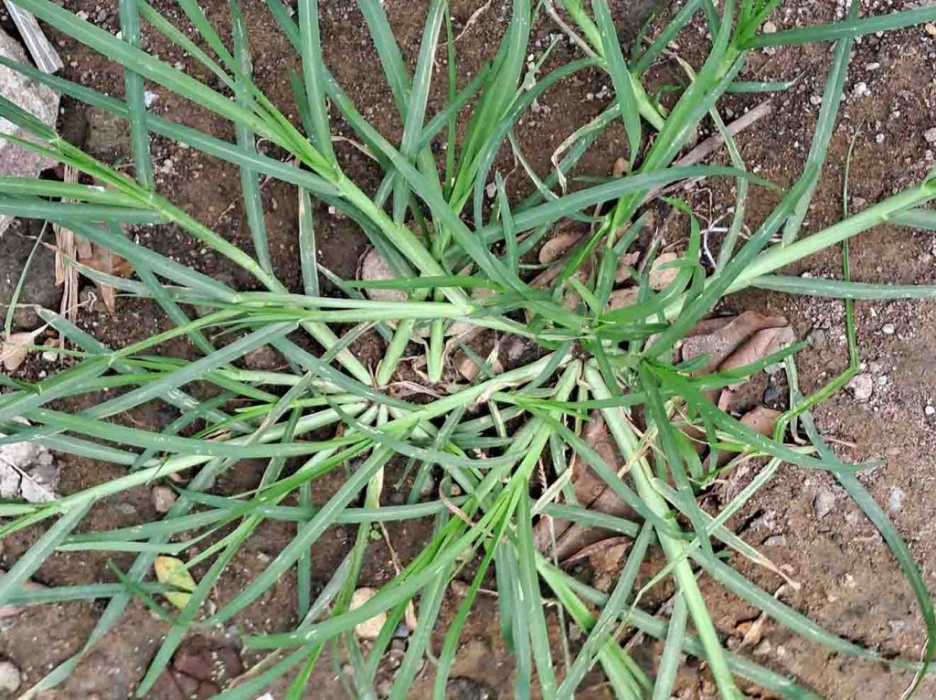 goosegrass clump